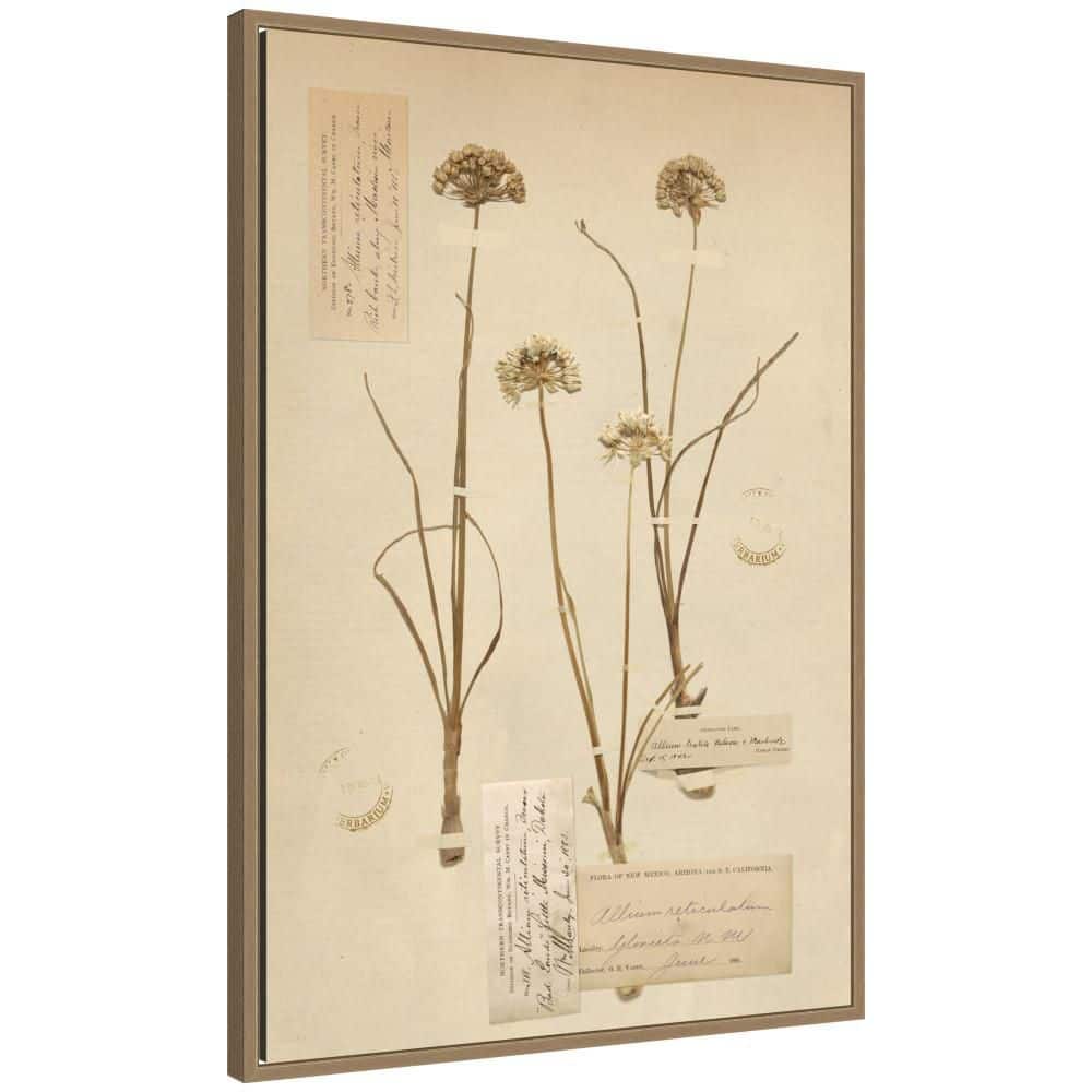 "Sylvie ""Vintage Botanical 2b"" by Corinna Buchholz of Piddix Plants Framed Canvas Art Print 33 in. x 23 in." price history on PriceWatchPro