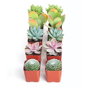 Assortment of Hand Selected Fully Rooted Live Indoor Pastel Tone Succulent Plants (10-Pack)