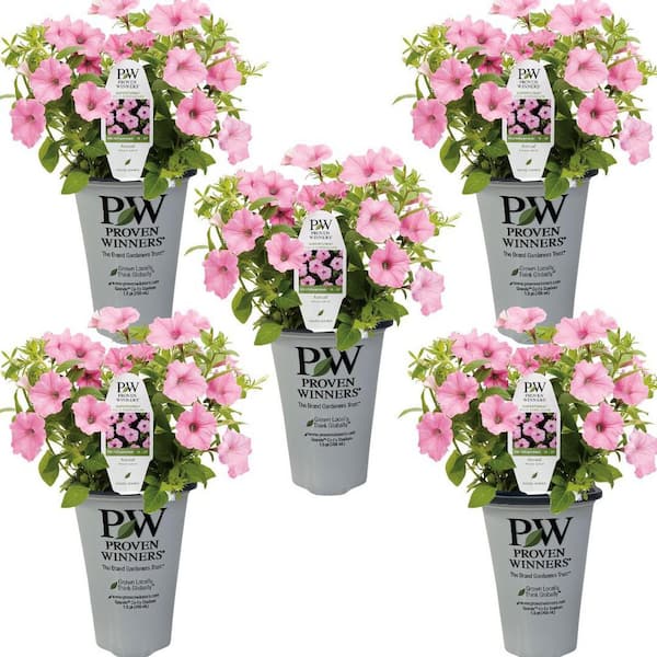 MASTERPIECE FLOWER COMPANY 4.25 qt. Proven Winners Supertunia Petunia Vista Bubblegum Annual Plant with Pink Flowers (5-Pack)