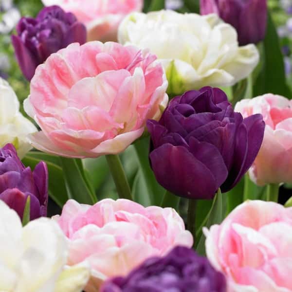 VAN ZYVERDEN Tulips Double Peony Blend Set of 25 Bulbs