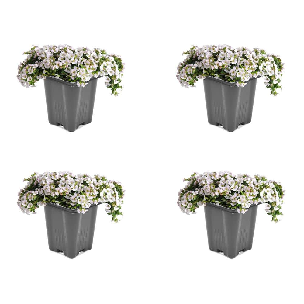 1.0-Pint Gypsophila Perennial Plant with White Flowers (4-Pack)