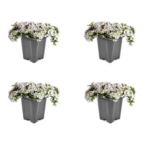 1.0-Pint Gypsophila Perennial Plant with White Flowers (4-Pack)