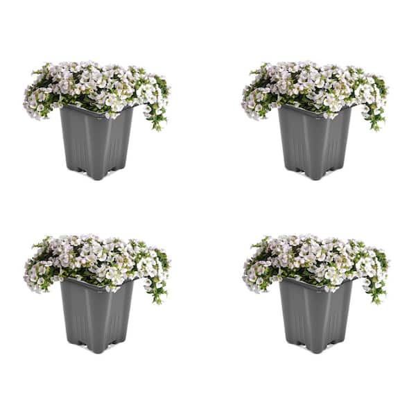 1.0-Pint Gypsophila Perennial Plant with White Flowers (4-Pack) 2529 ...