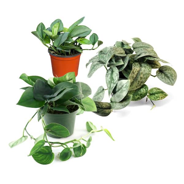 national PLANT NETWORK 6 in. SpaceScape Tropical Pothos Plant Collection in Grower Container (3-Pack)
