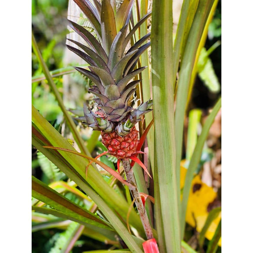 Pineapple Plant Care - How to Grow Ornamental Pineapple Plant