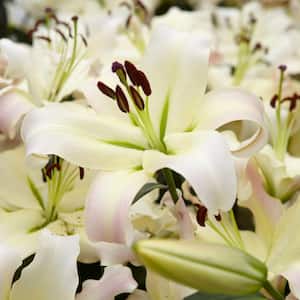 Mammoth Tall White Lily Pretty Woman Bulbs (7-Pack)