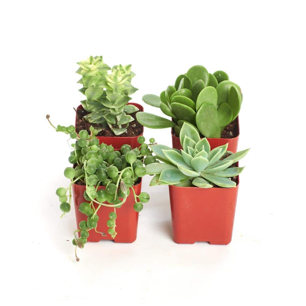 Shop Succulents 2 In. Green Succulent (Collection Of 4) G4 - The Home Depot