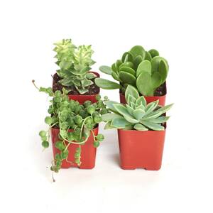 2 in. Green Succulent (Collection of 4)