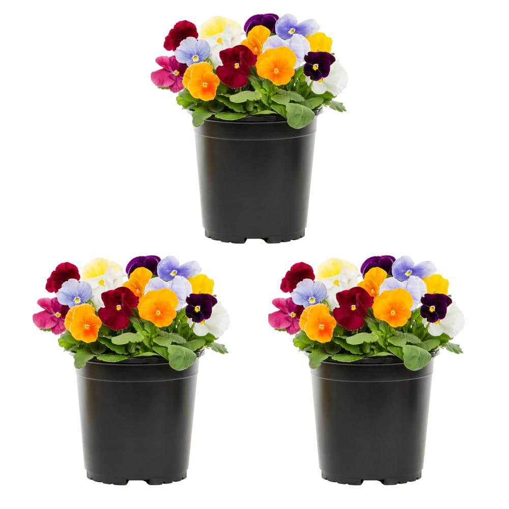 METROLINA GREENHOUSES 2 Qt. Pansy MultiColor Clear Mix Annual Plant (3