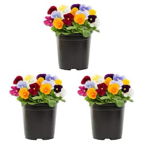 2 Qt. Pansy Multi-Color Clear Mix Annual Plant (3-Pack)