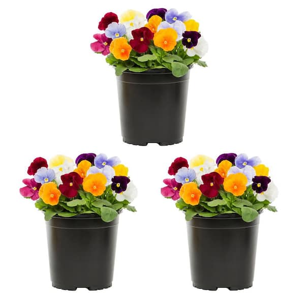 METROLINA GREENHOUSES 2 Qt. Pansy Multi-Color Clear Mix Annual Plant (3-Pack)