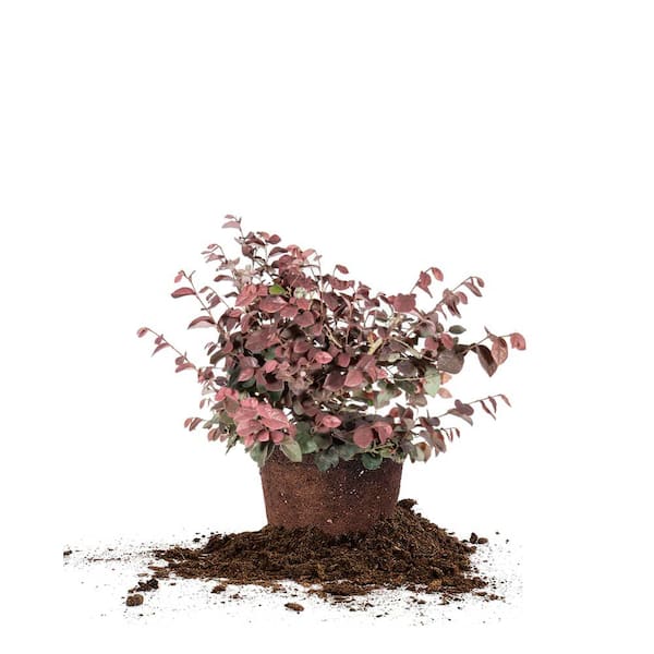 Zhuzhou Loropetalum Shrub in 1 Gal. Grower's Pot