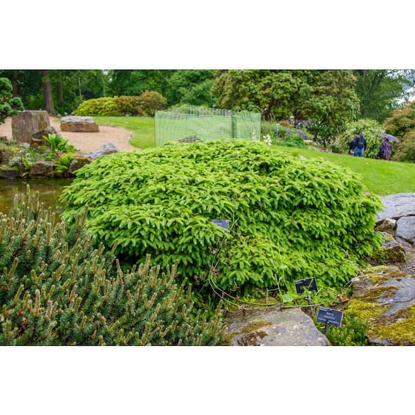 Spring Hill Nurseries 1 Gal. Pot, Bird's Nest Spruce Potted Evergreen Shrub (1-Pack)