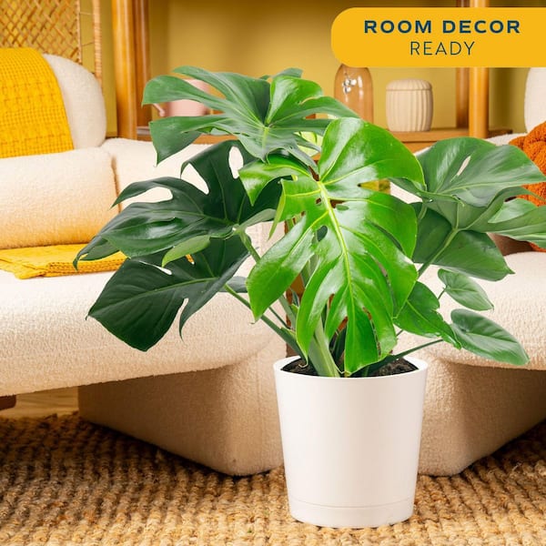 Planter - Monstera Plants - The Home Depot