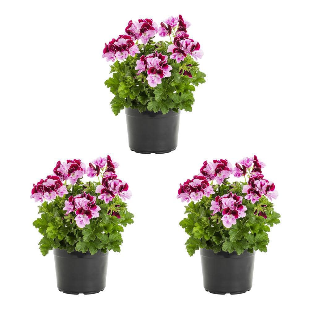 Metrolina Greenhouses 2 Qt. Geranium Regal Annual Plant (3-pack) 4623 