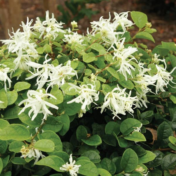 2 Gal. Emerald Snow Semi-Dwarf Loropetalum, Evergreen Shrub with Green Foliage, White Ribbon Blooms