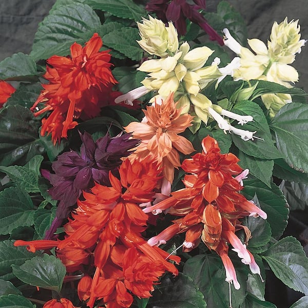 BELL NURSERY 6 in. Salvia Live Plant