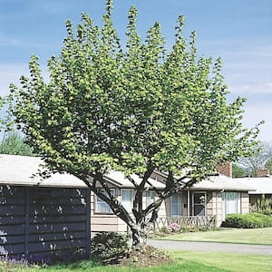 Hazelnut (Corylus) Live Bareroot Nut Tree (1-Pack)