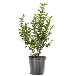 5 Gal. Chandler Northern Highbush Blueberry Tree