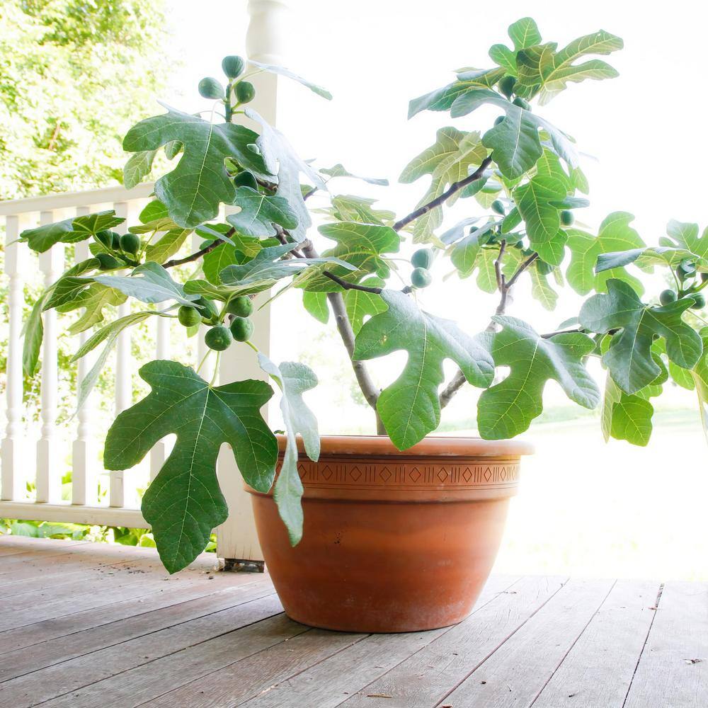 Dwarf Fignomenal Fig Tree in Quart Container