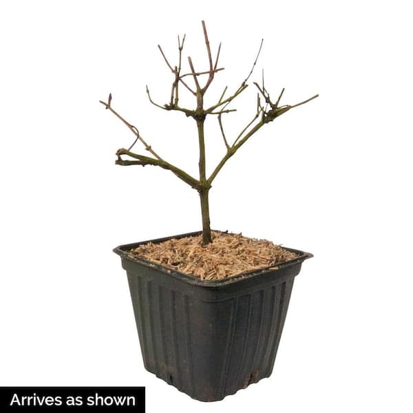 4 in. Pot, Goldflame Honeysuckle Lonicera Vine, Potted Starter Shrub (1-Pack)