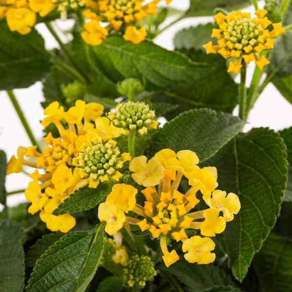Vigoro 1.5 PT Lantana 'Bandana Lemon Zest' Yellow Annual Plant