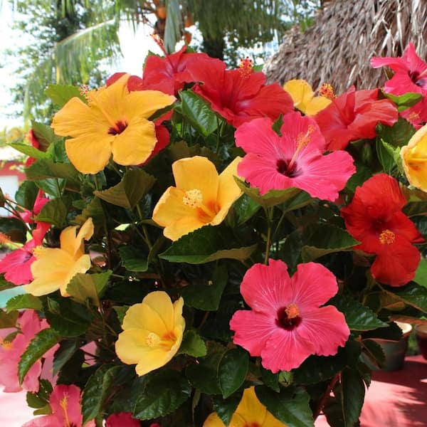 2 Gal. Triple Twist Braided Hibiscus Shrub