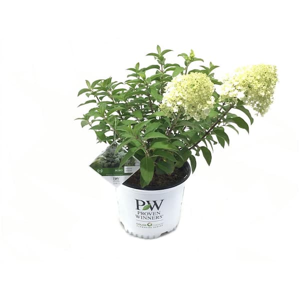 PROVEN WINNERS Hydrangea paniculata Bobo