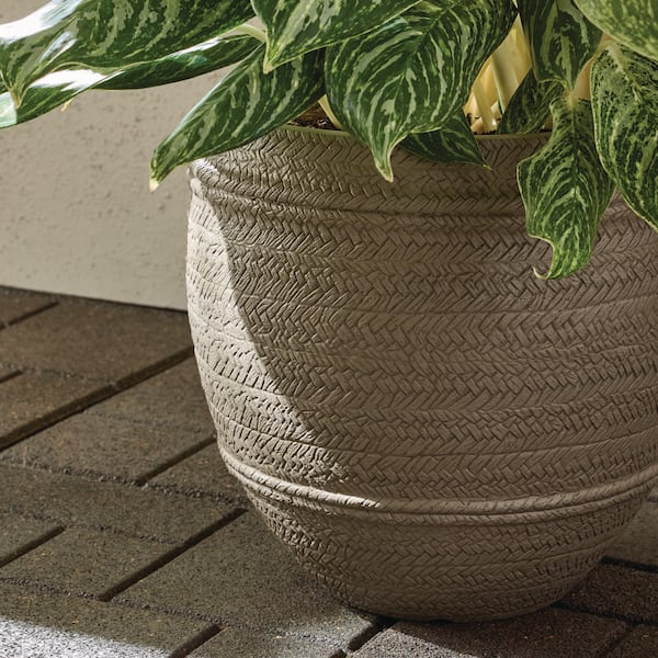money plant vs money tree Money Tree main image 1