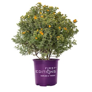 2 Gal. Mandarin Tango Potentilla Live Shrub with Orange Flowers