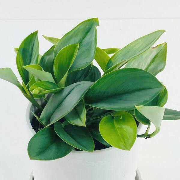 national PLANT NETWORK 4 in. Pothos Sterling Silver Plant in Grower  Container (3-Pack) HD2355 - The Home Depot
