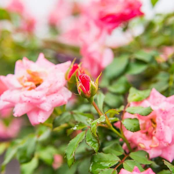 Drift 3 Gal. Sweet Drift Rose Bush with Pink Flowers (2-Pack