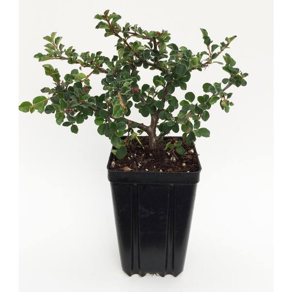Unbranded Cotoneaster Cranberry Potted Flowering Shrub