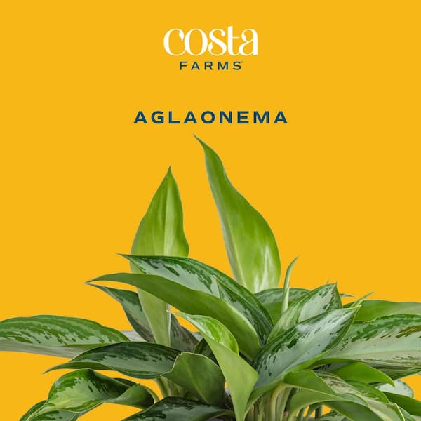 Aglaonema Silver Bay Indoor Plant in 9.25 in. Grower Pot, Avg. Shipping Height 2-3 ft. Tall