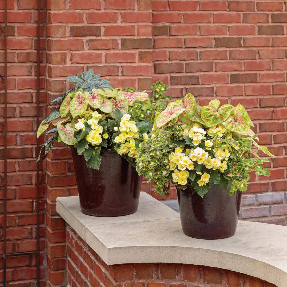 4-Pack Yellow Solenia Rieger Begonia in Eco+ Grande Pots