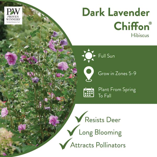 1 Gal. Dark Lavender Chiffon Rose of Sharon (Hibiscus) Live Plant, Shrub, Purple Flowers