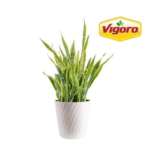 Grower's Choice Sansevieria Indoor/Outdoor Snake Plant in 12 in. Decor Pot, Avg. Shipping Height 3-4 ft. Tall