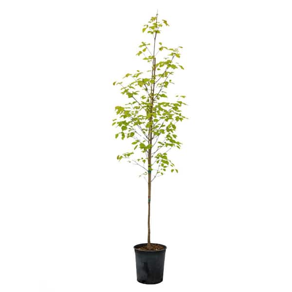 Rosy Teacups Dogwood Tree