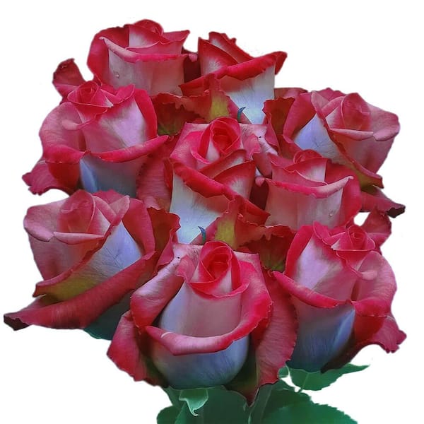 Globalrose Cream with Raspberry Edges Purple Cezanne Roses- Fresh Flower Delivery (50 Stems)