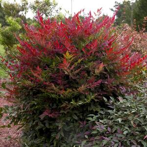 2.5 Qt. Obsession Nandina, Live Evergreen Shrub, Brilliant-Red New Foliage