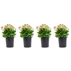 2.5 Qt. Kalanchoe Plant Pink Flowers in 6.33 In. Grower's Pot (4-Plants)
