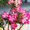 national PLANT NETWORK Desert Rose Assorted Mix (Adenium) in 4 in. Grower  Containers (3-Plants) HD7730 - The Home Depot