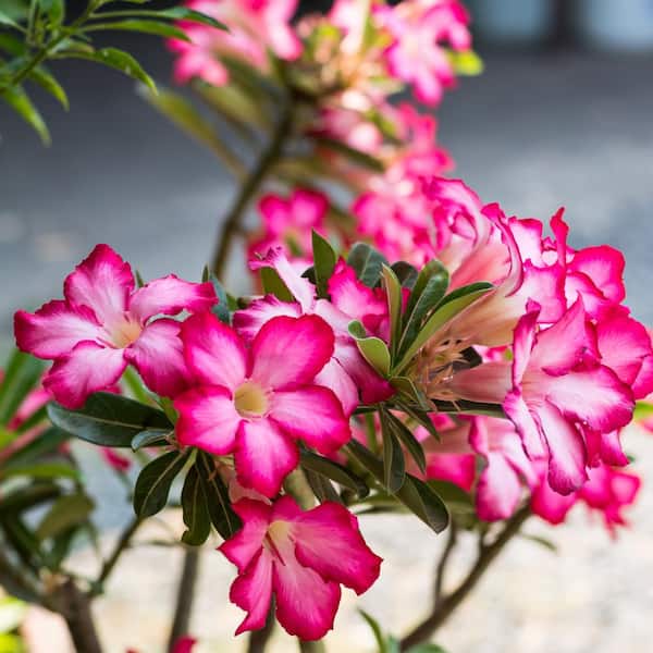 Mixed Color Desert Rose Seeds  Easy to Grow Adenium Obesum - Exotic Bonsai  Plant (20 Seeds) 