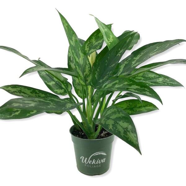 Wekiva Foliage Aglaonema Maria-Live Plant in a 4 in. Growers Pot-Aglaonema Maria-Beautiful Indoor Easy Care Air Purifying Plant