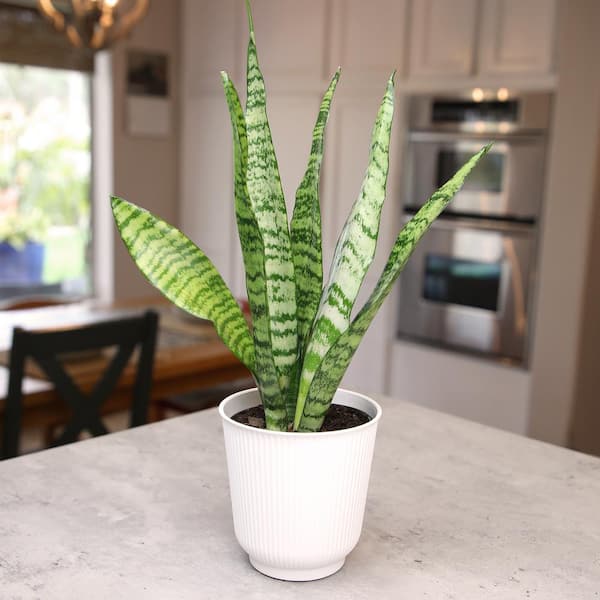 Zeylanica Snake Plant, Clean Air Houseplant | 4.25 in Decor Pot; Full Sun | Element by Altman Plants, Size: 4.25 inch