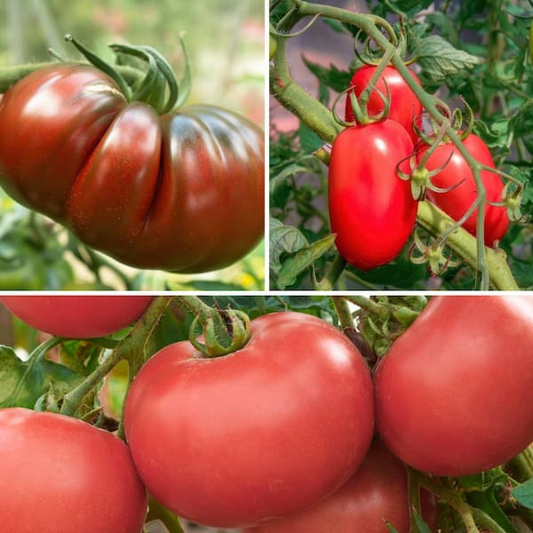 2.5 in. Tasty Heirloom Classic Tomato Plant Collection (3-Pack)