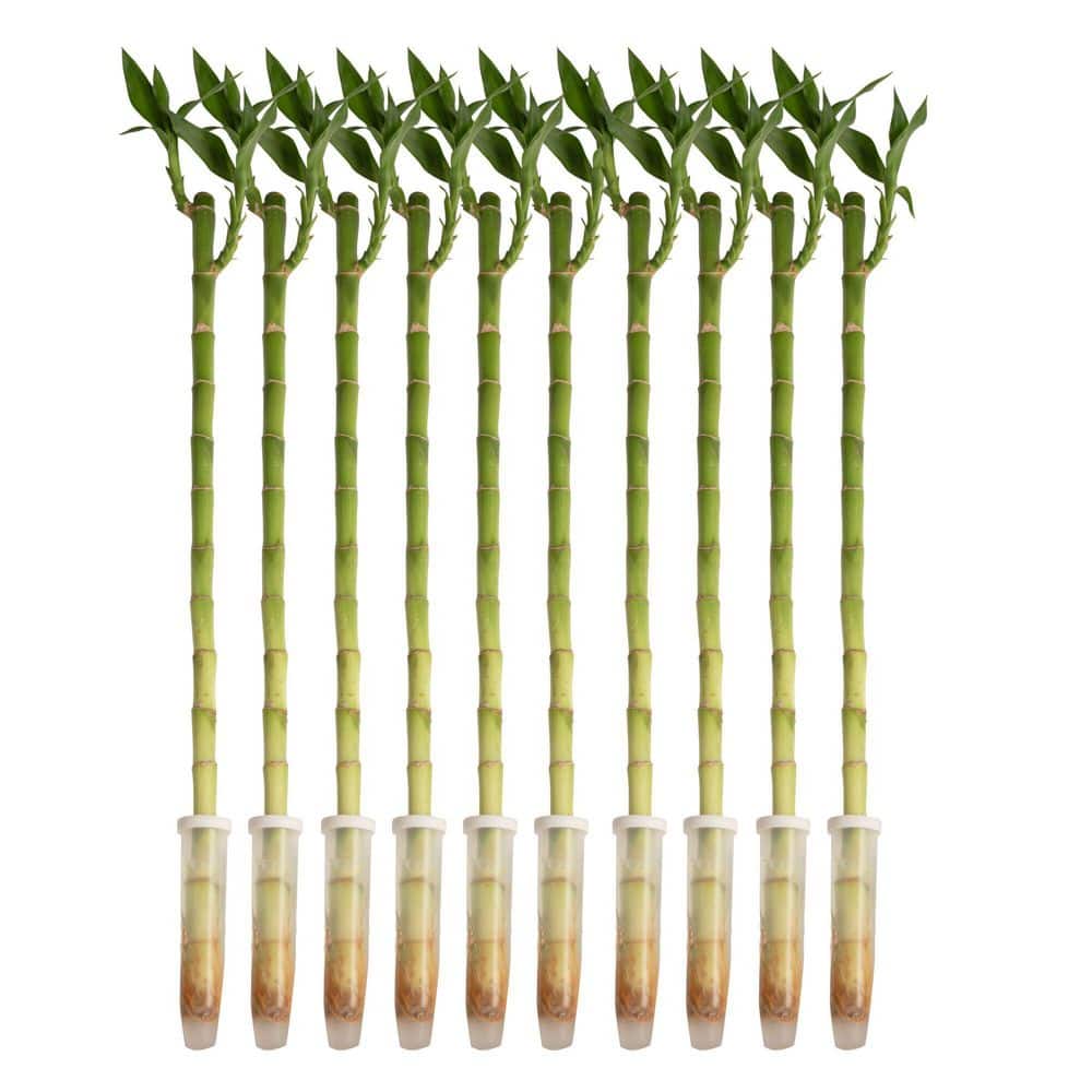 Costa Farms Lucky Bamboo Stalks Indoor Plant, Avg. Shipping Height 10 in. Tall, 10-Pk