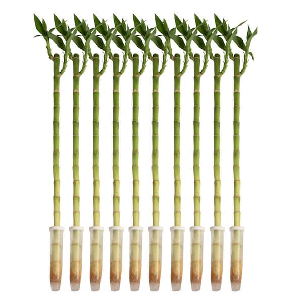 Lucky Bamboo Stalks Indoor Plant, Avg. Shipping Height 10 in. Tall, 10-Pk