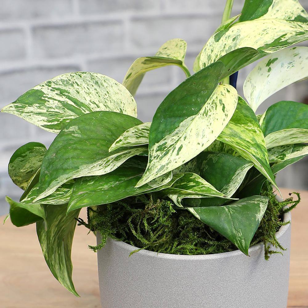 Marble Queen Pothos in Gray Ceramic Pot