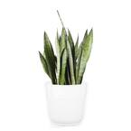Grower's Choice Sansevieria Indoor Snake Plant in 10 in. White Décor Pot, Avg. Shipping Height 1-2 ft. Tall